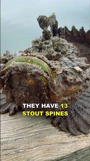 Stonefish The Most Venomous Fish In The World