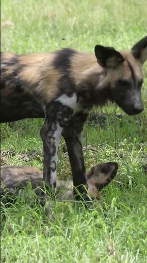 Why Does Your Dog Eat Grass? The Surprising Reason Behind It!