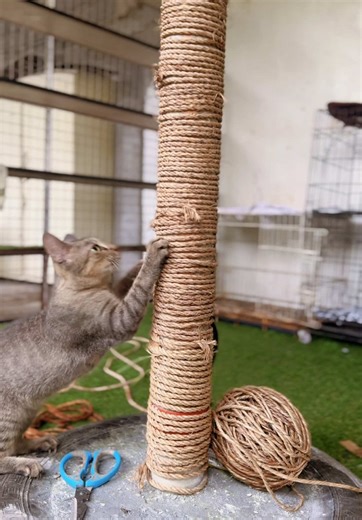 DIY Cat Scratching Post Ideas for Cat Lovers