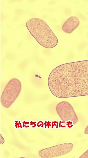 A hot topic in science! A one-minute explanation of how bacteriophages work