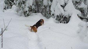 Dog walk forward at deep snow, turn back and look, then continue way. Beagle come to pick up thrown stick. Nice winter time, light snowfall, large flakes fall down around. Slow motion shot