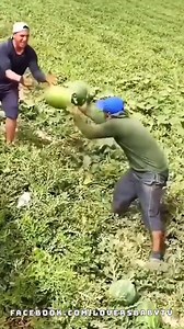 151K views · 395 reactions | The Workers Do Their Job Perfectly | Mr.DIY | Facebook