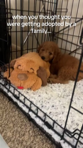 Adopting a Miniature Goldendoodle: A Unique Journey