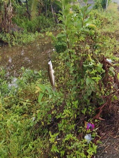 masih bersama kocolan#mancing #casting #gabus #hemus #reelbc