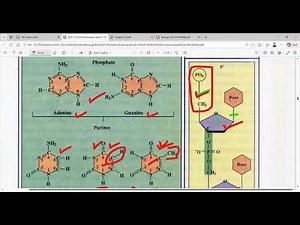 Nucleic Acids – Double helical structure of DNA.