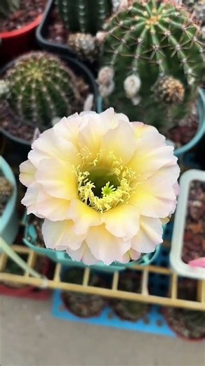 Breathtaking Cactus Flower Blooming! 🌸✨