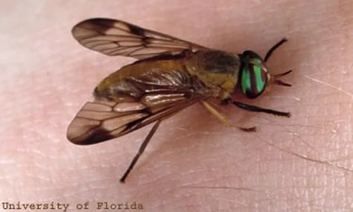 Yellow flies are here, here’s how to protect your family and your pets