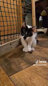 Cute cow kittens. #kitten