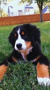I need a Bernese Mountain Dog puppy in my life 😍 | Good Dog