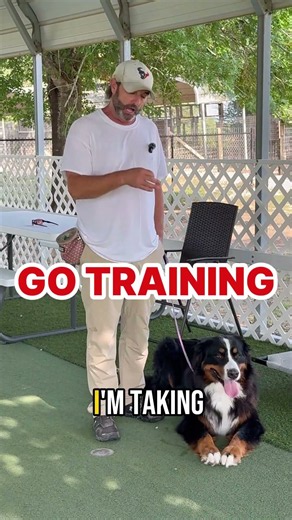 Teach Your Puppy to Walk on Leash | Stop Pulling Before It Starts