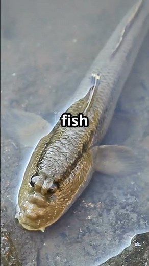 The Fish That Could Climb Palm Trees! 😲🌴 | Climbing Perch #shorts