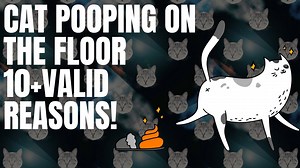 Cat Pooping On The Floor: Valid Reasons and Tips