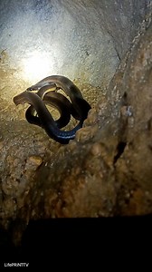 40K views · 413 reactions | The Vertical Passage Way to Langon of Calbiga Caves. We drank the water from the Cave. | Iifeprinttv | Facebook