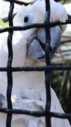 Parrots can live up to 80 years [Before World Parrot Day, Koki the Cockatoo Celebrates His 70th B...
