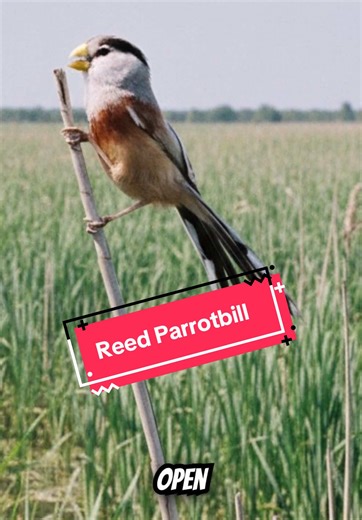 The majestic life of the Reed Parrotbill. Birds Of The World Unique Bird Facts Reed Bed Birds Wetland Wildlife Nature Facts #BirdFacts #BirdTok #BirdsOfTheWorld #BirdWatching #UniqueBirdFacts