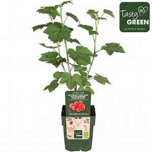 Struik rode aalbes Ribes rubrum bio | Bloemen & planten | GAMMA.be