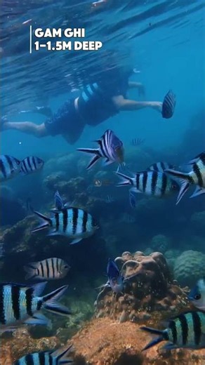Phu Quoc Snorkeling for Beginners 🐠 Crystal Clear Water at Gam Ghi Reef