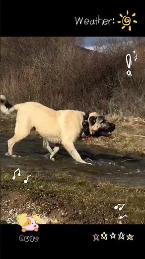Himalayan Dog Breeds: Guardian Giants of the Mountains