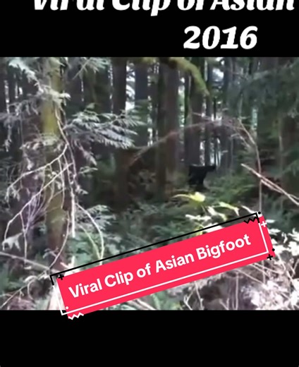 Asian Bigfoot: Eyewitness Testimonies and Sightings