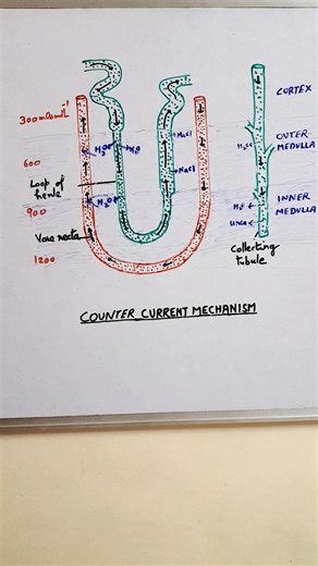 Counter Current Mechanism in Kidneys || Consevation of water in nephrons #neet Biology