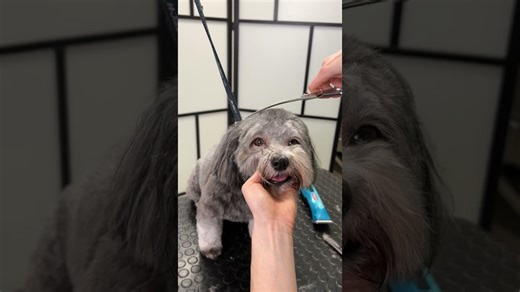 Havanese dog grooming: from fluffy to fresh!
