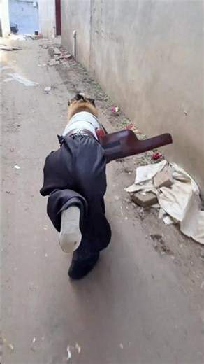 Adorable & Hilarious Pet Compilation