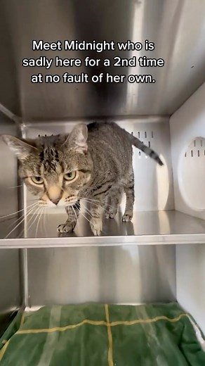 Meet Midnight (A480152) a 4 yr old tabby cat who is back at the shelter at no fault of her own. Sadly the owner couldn’t keep her any longer as she was moving to a place that didn’t allow animals. The first time she was here, her original owner had a stroke & couldn’t care for her any longer. Besties let’s help get her a furever home as she deserves the best. Let’s make it the last time that she comes here! ❤️🐈 . . . . . #catsofinstagram #cats #catstagram #catlover #instacat #catsofig #catsofin