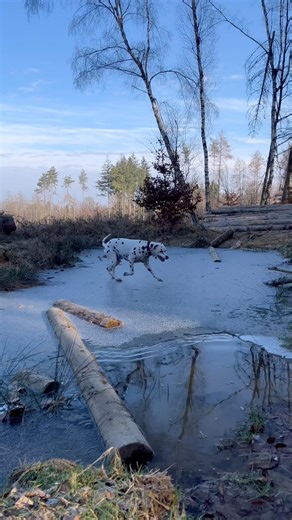 Pyke hat den Gefahrencheck übersprungen #pykedalmatiner #nature #dogshorts