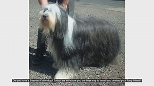 How to Brush and Deshed Your Bearded Collie: Step-by-Step Guide