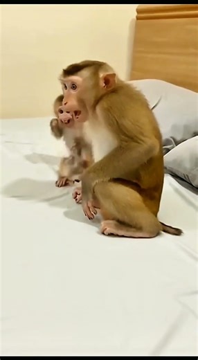 prank mouse 🐁 prank wrong 😱 #shorts #shortvideo #monkey #mouse #funny #comedy #trending #virl