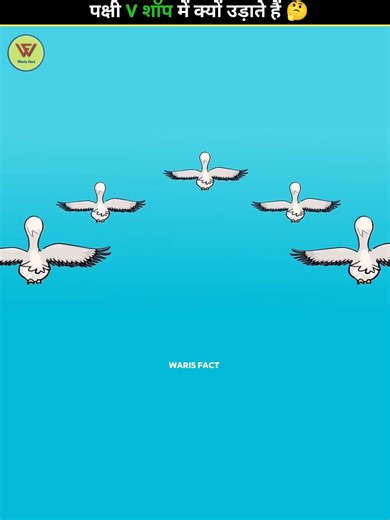 Why do birds fly into the V shop? 🤔 #facts #shorts