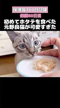 初めてホタテ食べる元ノラ猫 【保護猫100日記録〜80日目】 #ネコ #子ネコ #ねこ部