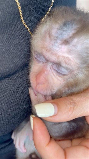 Baby monkey Lin so cute