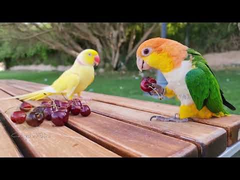 Grand Caique Parrot Compilation || CaiqueTube for Tips, Tricks and Funny Videos of Parrot | 4K Video