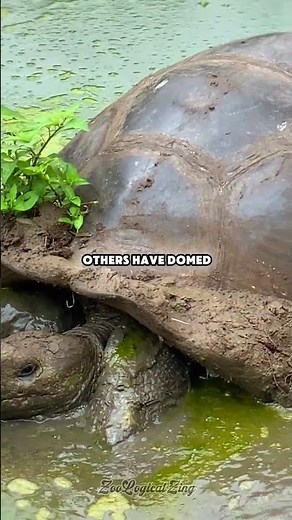 Tortoise Shell Shape Reveals Their Diet #evolution #science #shorts