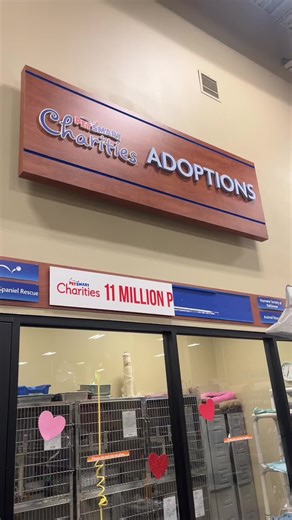 Find Your Forever Feline Friend at Towson Petsmart