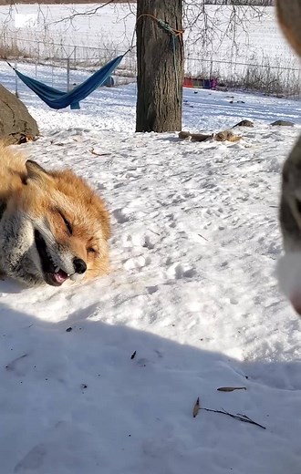 This super friendly fox makes the cutest noises 🔊😍 | MTV UK