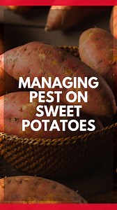 🌱 How to manage pests on your sweet potato plants! #hoss #gardening #growyourownfood #growhoss #gardeningtips #sweetpotatoes | Hoss