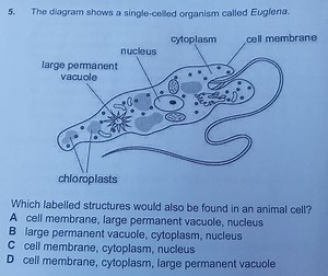 The diagram shows a single-celled organism called Euglena.Whi... | Filo