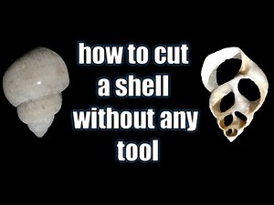 How to cut shells without any tool || seashell craft || Easy way to cut a shell