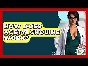 How Does Acetylcholine Work? - The Health Brief