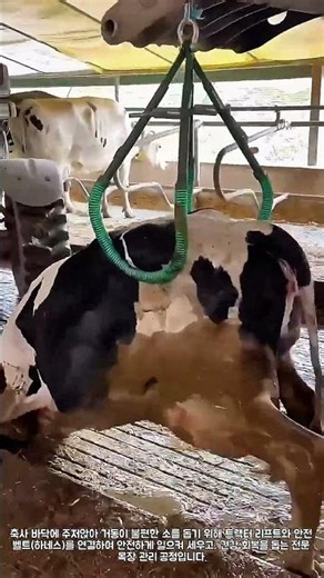 축사 내 아픈 소 구조 및 기계 장치 활용 케어 공정: 트랙터 리프트와 전용 하네스를 이용한 기립 보조 시공 #축사관리 #소구조 #낙농업 #가축치료 #농장정비 #수의관리 #축산기술
