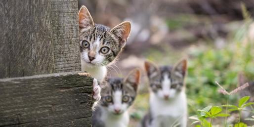 What Are These Shy Animals?