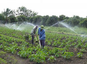 La agricultura cubana busca la recuperación y ampliación de sus capacidades productivas  ( Video)