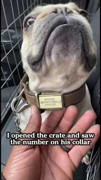 French Bulldog Thrown Away in Wire Crate – Finally Safe and Loved!