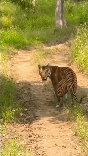 Tiger pooping #tigerspotted #tiger #animals #wildlife