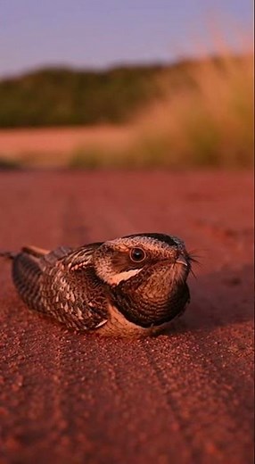 Brazilian Nightjar Calling at Dusk | The Mysterious Voice of the Bacurau #birds #birdsong #wildlife