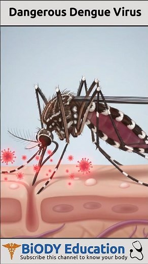 Dengue Virus: How It Spreads 🦟😰| Dengue Symptoms, Mosquito & Prevention #dengue #aedes #virus