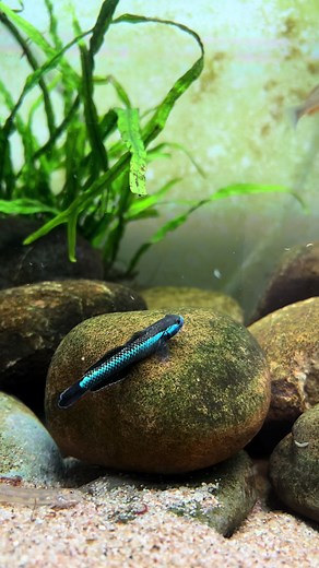 Neon Blue Goby in Hillstream Tank Aquarium