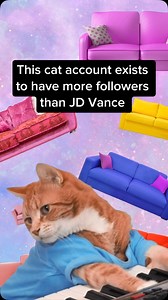 16K views · 1.5K reactions | 728K & counting 﫶 | Cats on a Couch | Facebook
